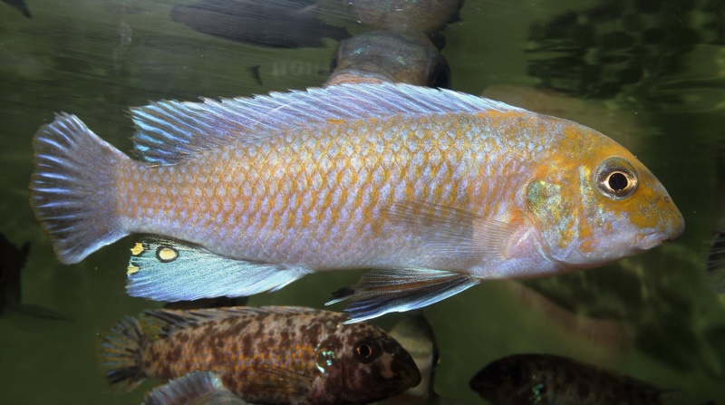 Labeotropheus trewavasae 'Ndumbi Point'